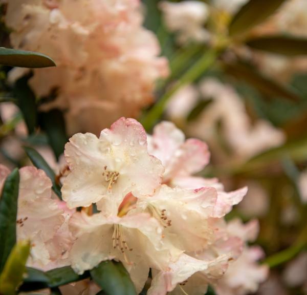 Rhododendronparken ved Nivaagaards Malerisamling