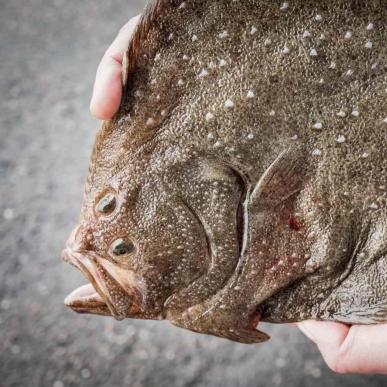 Fisk holdes i to hænder og er fanget i Nordsjælland