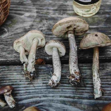 Mushrooms from Tisvilde Hegn