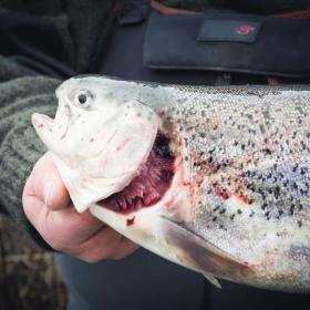 Fisk holdes i to hænder og er fanget i Nordsjælland