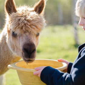 Gilleleje Labyrinten - Gå med Alpaka