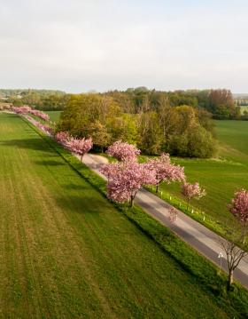 The Cherry Avenue in Humlebæk