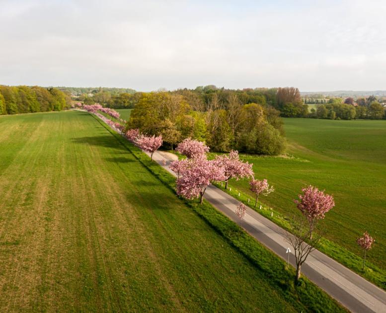 The Cherry Avenue in Humlebæk