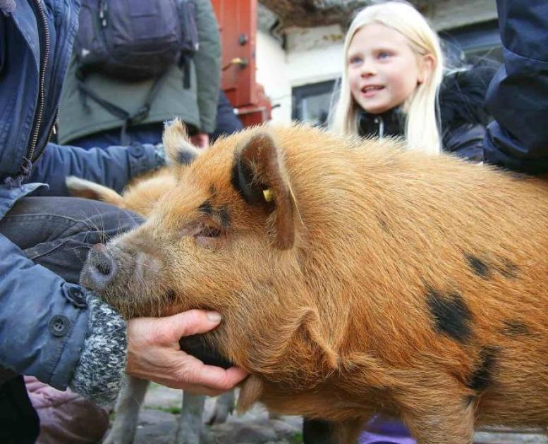 Besøgsbondegården Tothaven ligger ved Kikhavn i Hundested