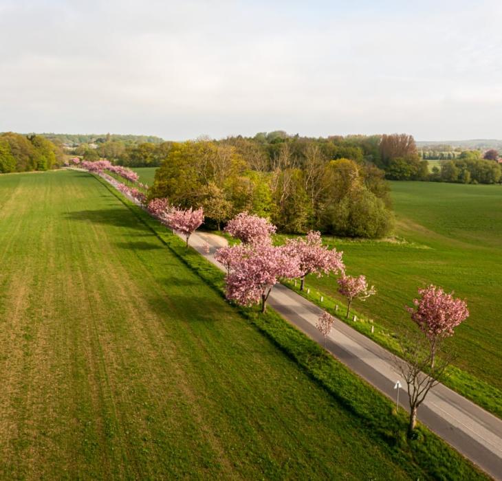 The Cherry Avenue in Humlebæk