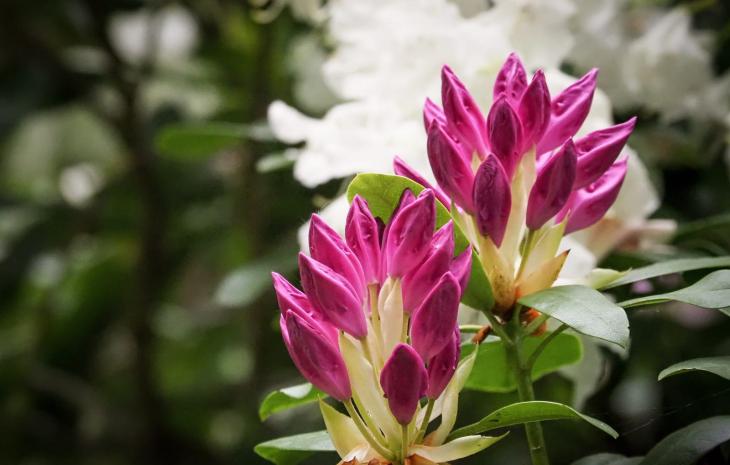 Rhododendronparken ved Nivaagaards Malerisamling