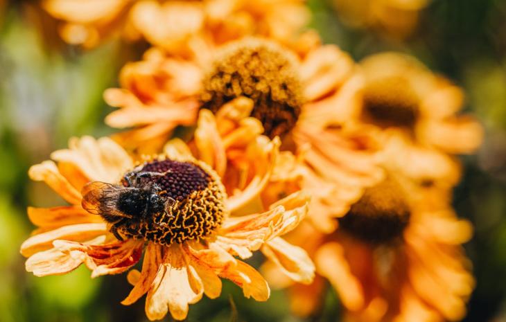 Fredensborg Slotshave - Orange blomster og sulten bi